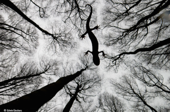 Image of trees for the Wildlife Photographer of The Year