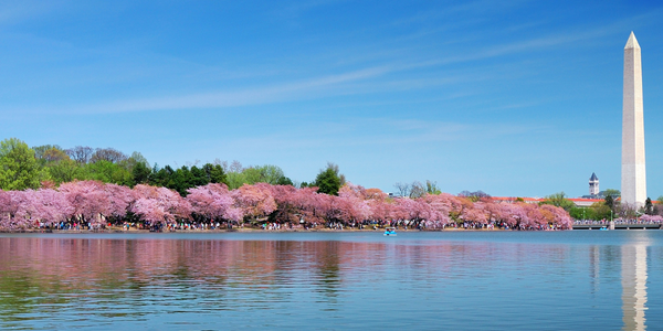 Cherry Blossoms in Dupont Circle Washington