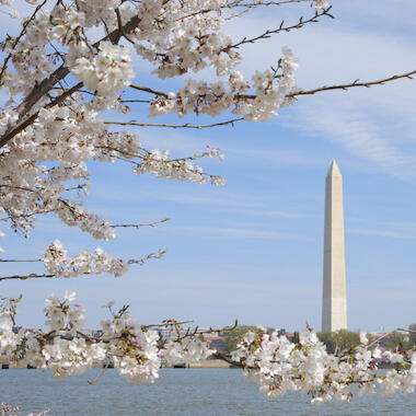 Visit Washington DC in the spring to see the famous blossoms.