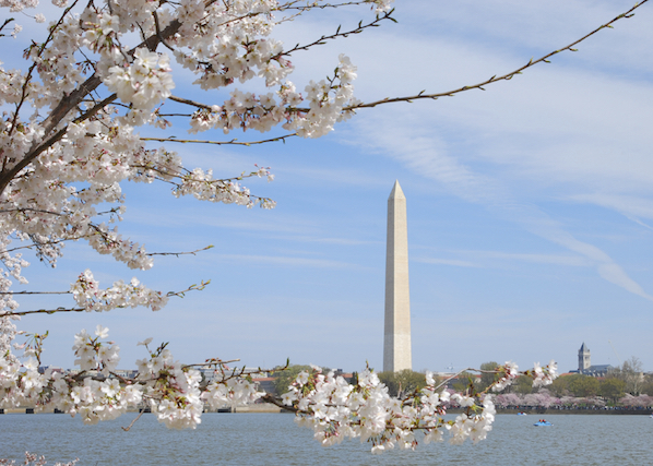 The blossoms in Washington DC make a great reason for a city visit.