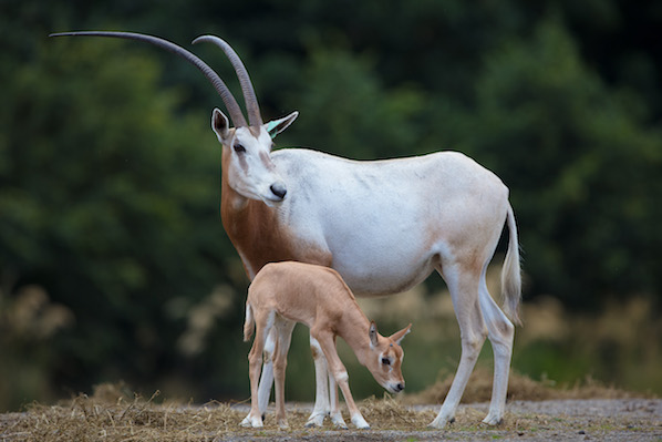 An Oryx calf has been born at Dublin Zoo
